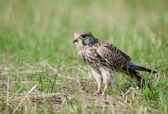 Female Kestral