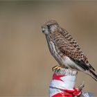 female kestrel on a not so beautiful post