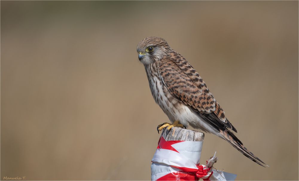 female kestrel on a not so beautiful post