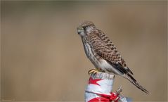 female kestrel on a not so beautiful post