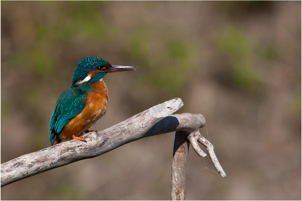 Female Kingfisher