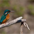 Female Kingfisher