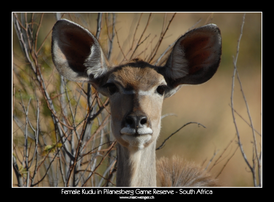 Female Kudu in Pilanesberg Game Reserve - South Africa