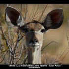 Female Kudu in Pilanesberg Game Reserve - South Africa