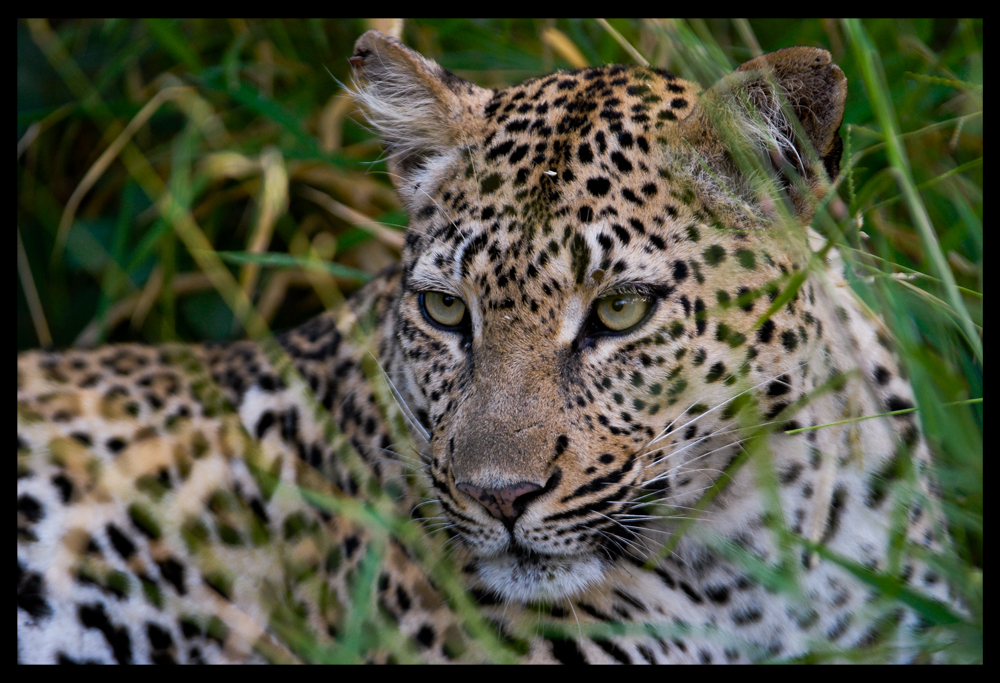 female leopard