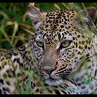 female leopard