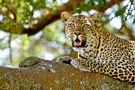 Female Leopard von Reisefotograf - Martin Buschmann