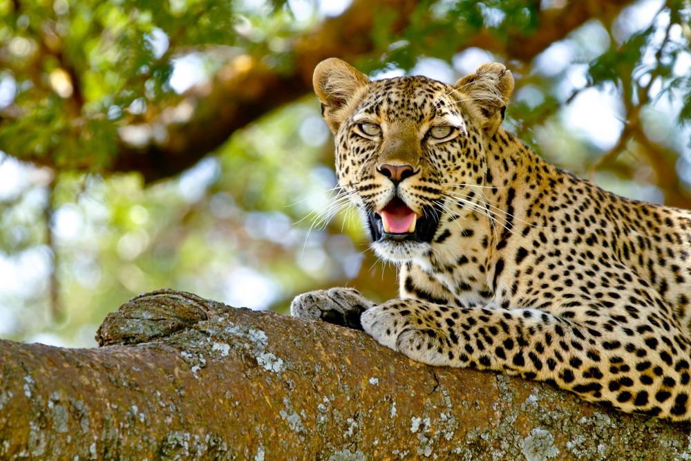 Female Leopard von Reisefotograf - Martin Buschmann