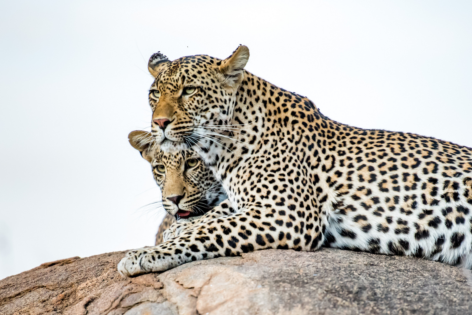 Female Leopard and Cub