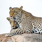 Female Leopard and Cub