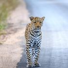 Female leopard in Kruger NP
