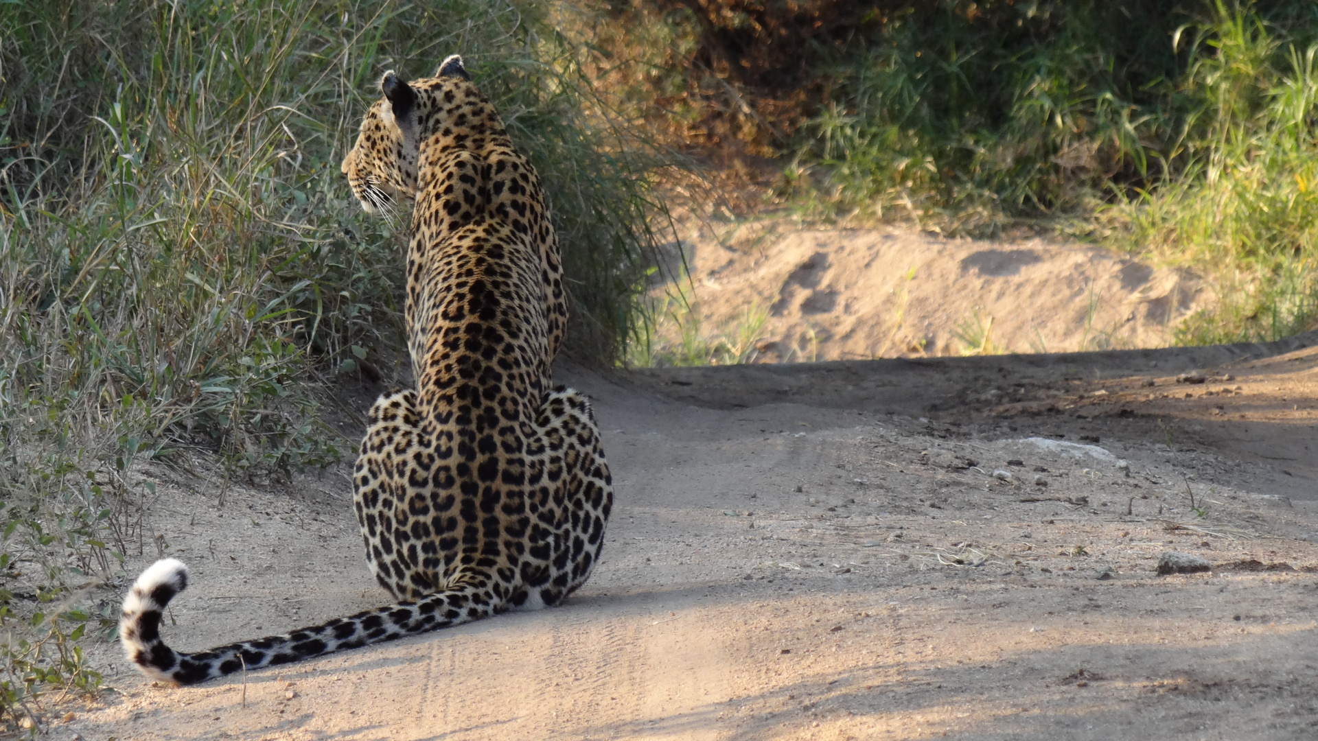 Female Leopard, Sabi Sands Nature Reserve