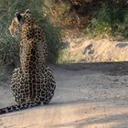 Female Leopard, Sabi Sands Nature Reserve