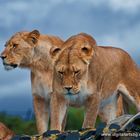 Female lions