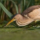 female little bittern