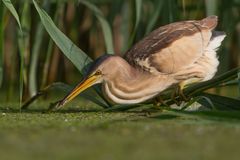 female little bittern