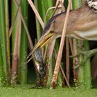 female little bittern and tadpole