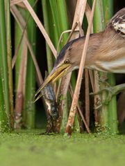 female little bittern and tadpole