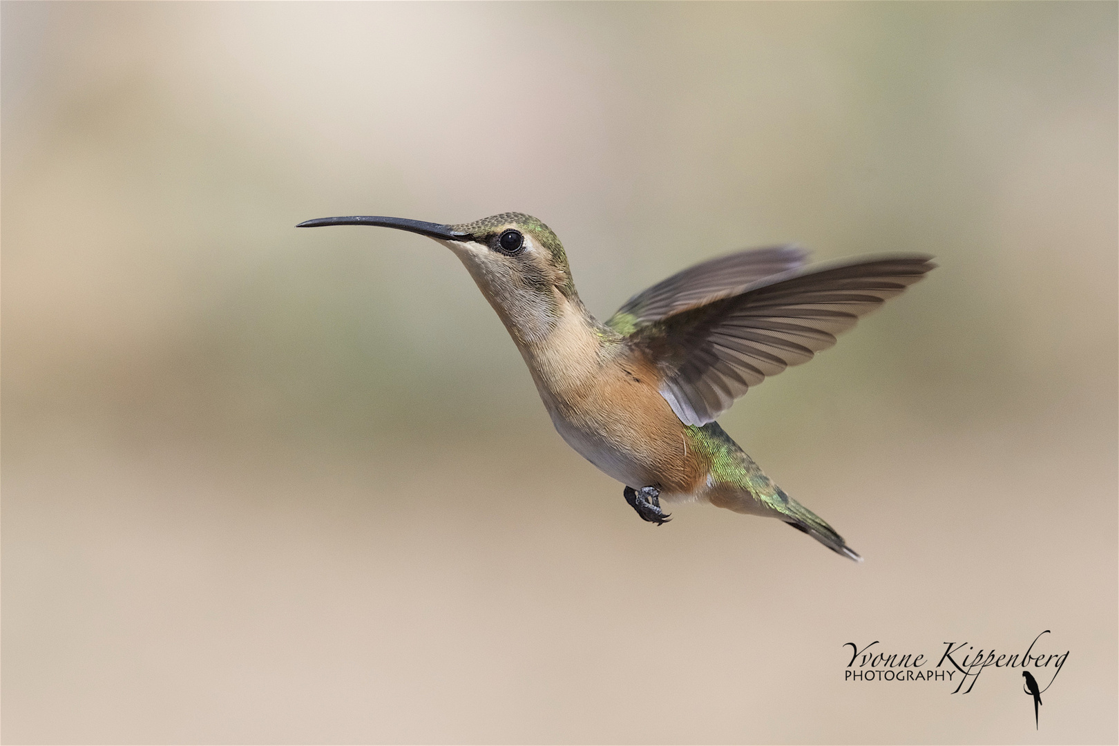 Female Lucifer Hummingbird !