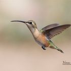 Female Lucifer Hummingbird !