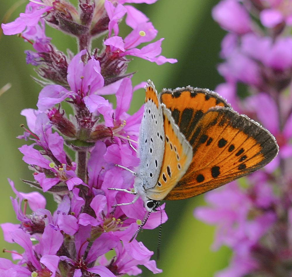 Female Lycaena dispar forme batava