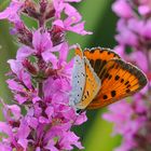 Female Lycaena dispar forme batava