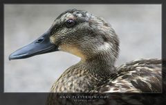 Female Mallard