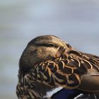 Female Mallard