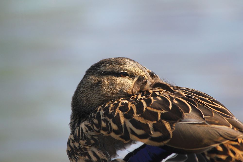 Female Mallard