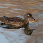 female Mandarin duck