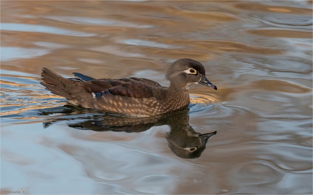 female Mandarin duck