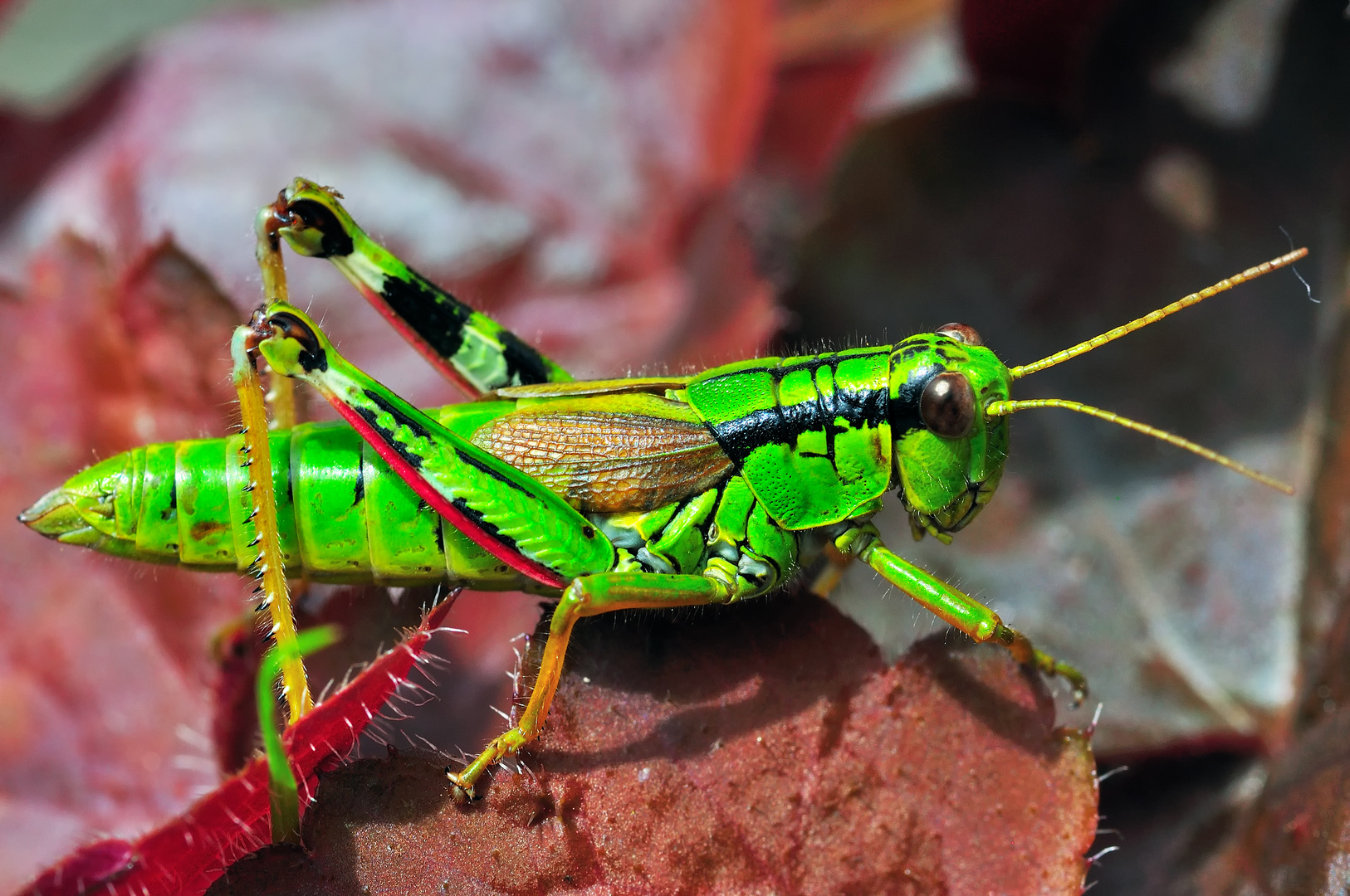 female Miramella alpina