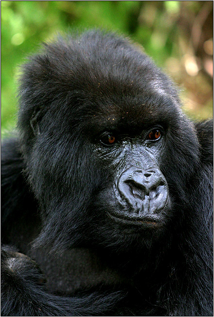 female of Amahoro group 01