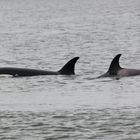 Female Orca and young