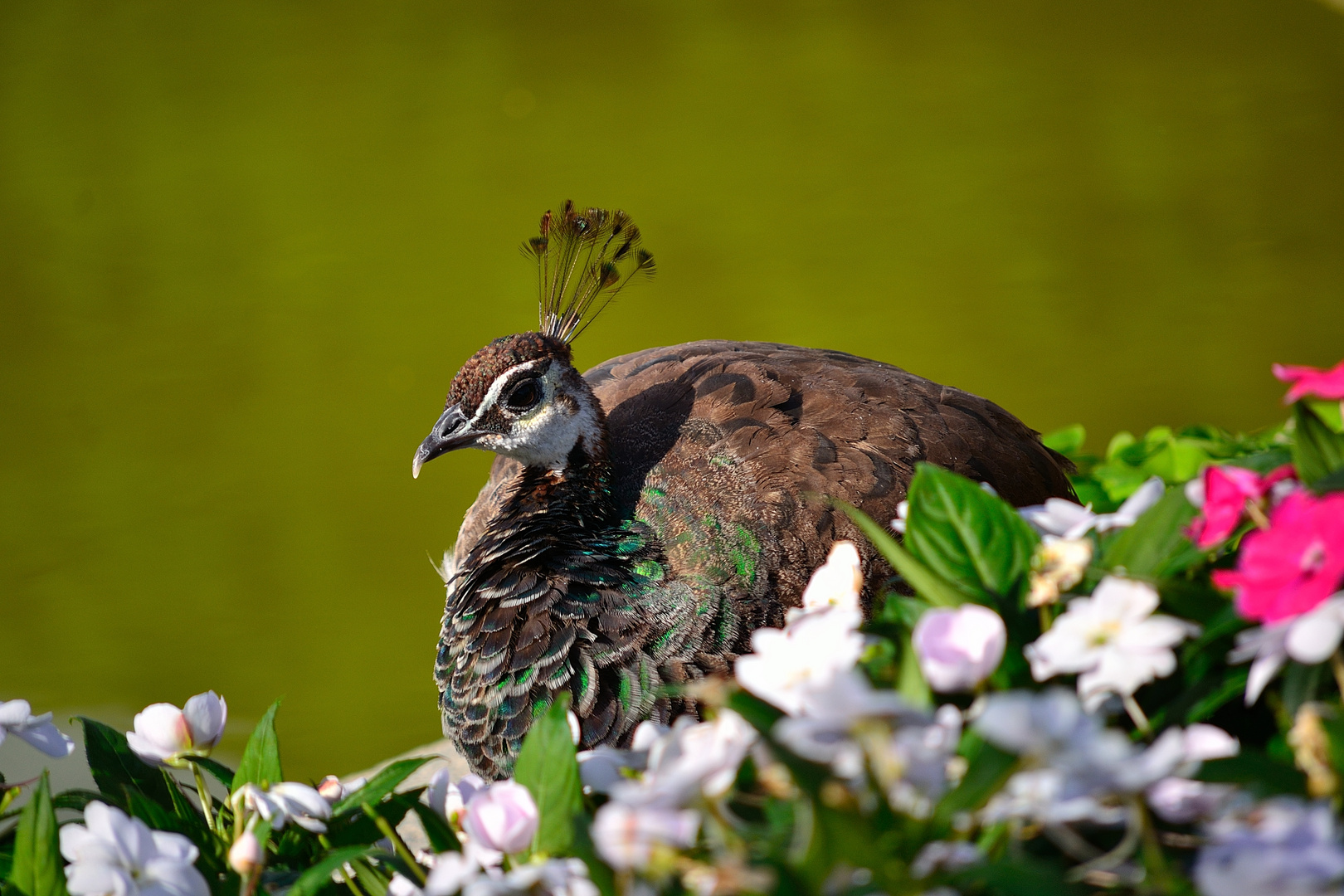 Female Peacock