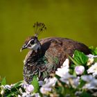 Female Peacock