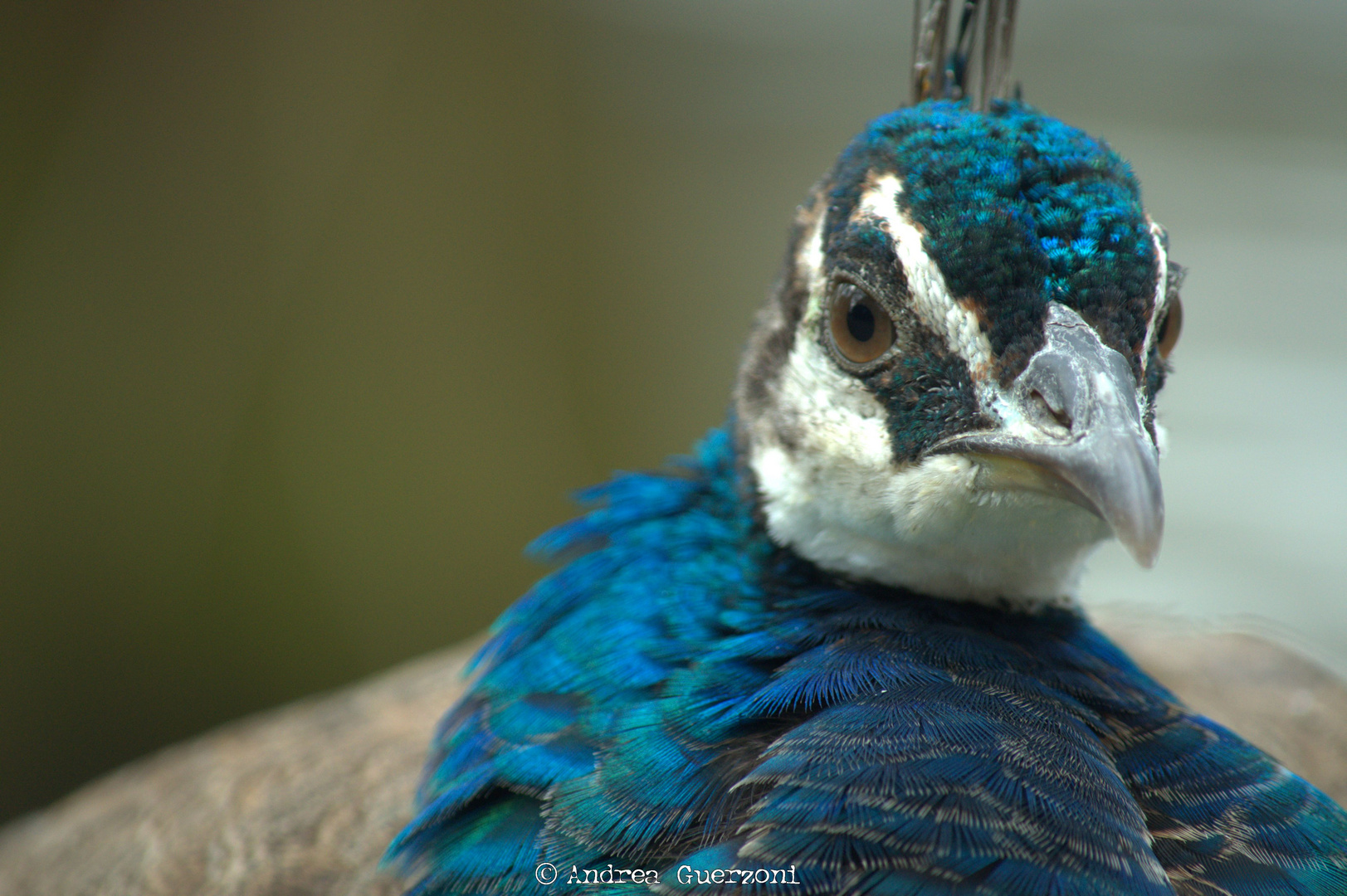 Female peacock