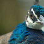 Female peacock