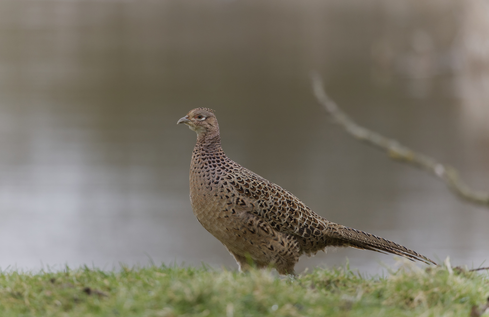 Female Pheasant