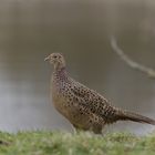 Female Pheasant