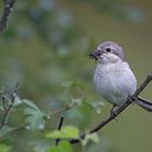 female red backed shrike