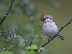 female red backed shrike