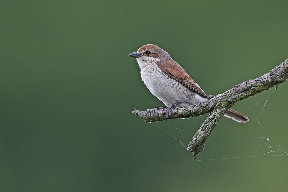 Female Red-backed Shrike