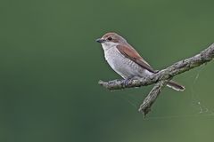 Female Red-backed Shrike