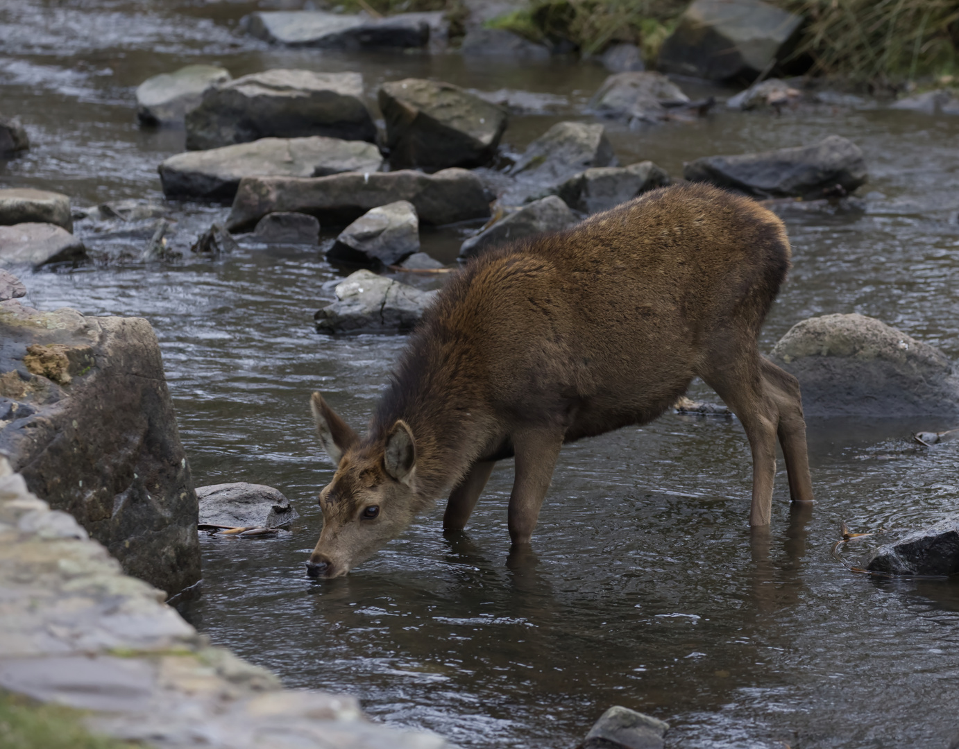 Female Red Deer