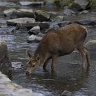 Female Red Deer