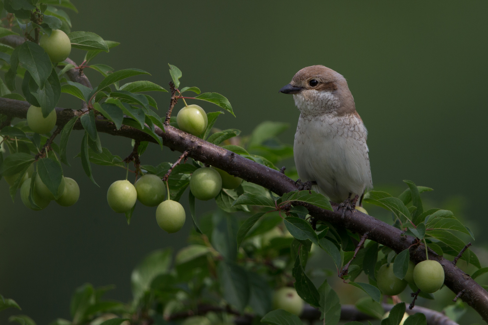 female redbacked shrike