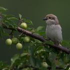 female redbacked shrike