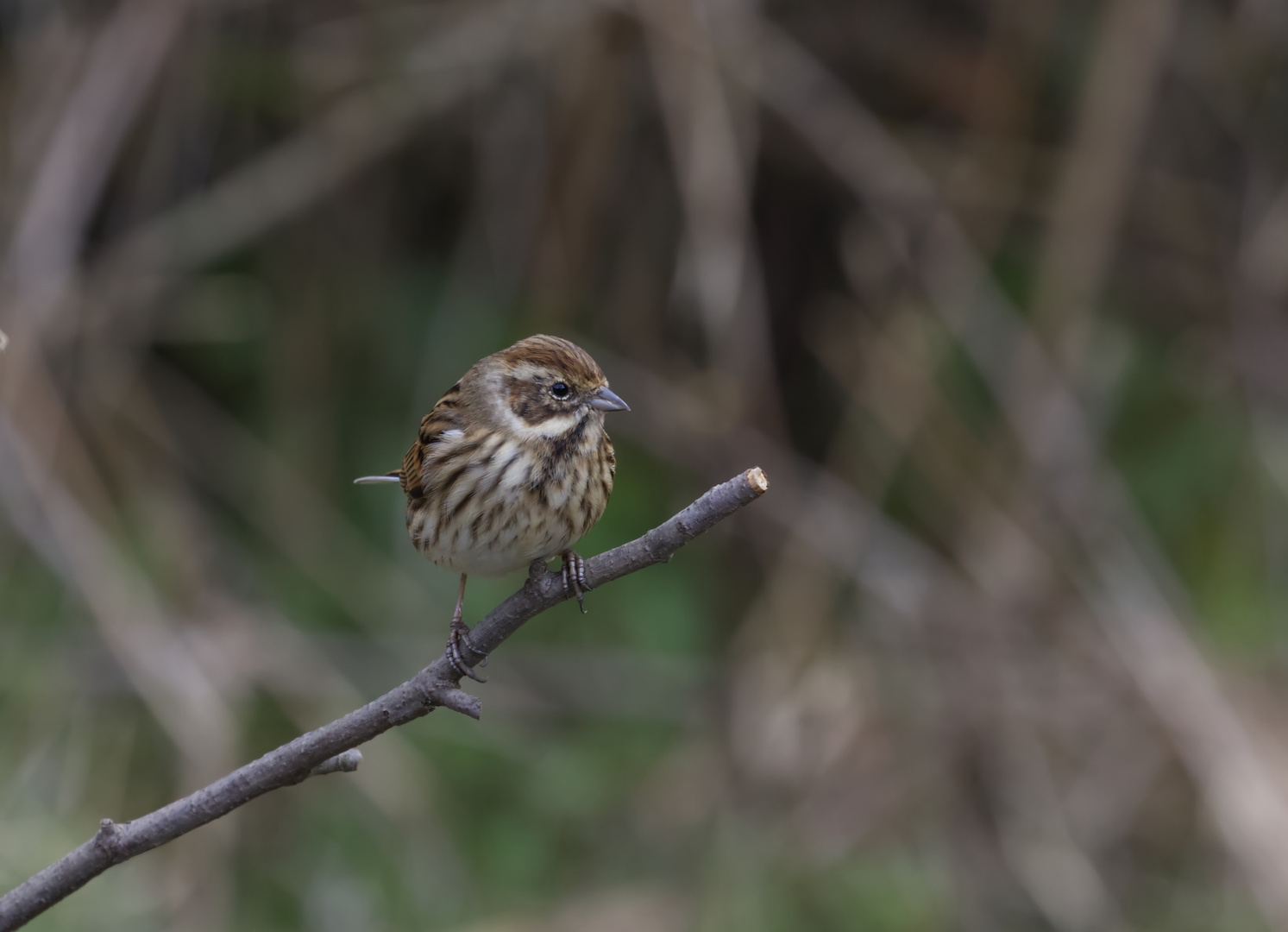 Female Reed Bunting