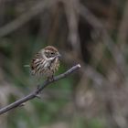 Female Reed Bunting